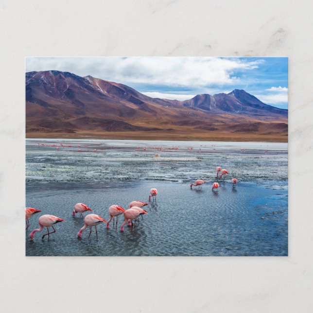 Carte Postale Flamants roses roses en Bolivie (Devant)