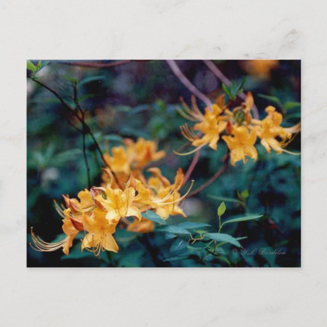 Carte postale Flame Azalea (Devant)