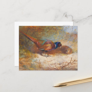 Carte Postale Flammes de Ringneck, nature sauvage