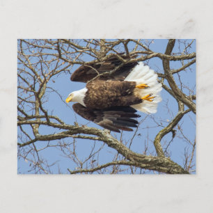 Carte Postale Flash Bald Eagle