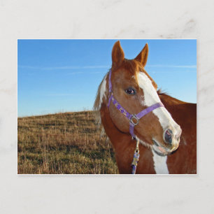 Carte Postale Flashy en Nebraka