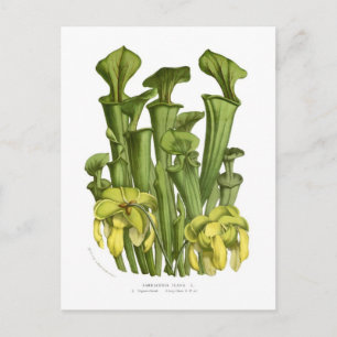 Carte Postale Flave de Sarracenia