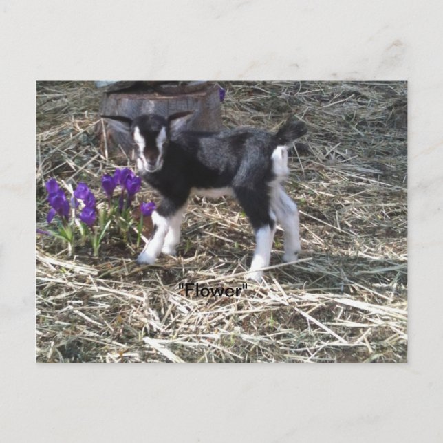 Carte postale Fleur (Devant)