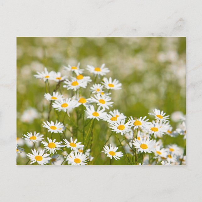 Carte Postale Fleur (Devant)