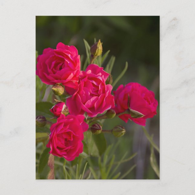 Carte Postale Fleur (Devant)