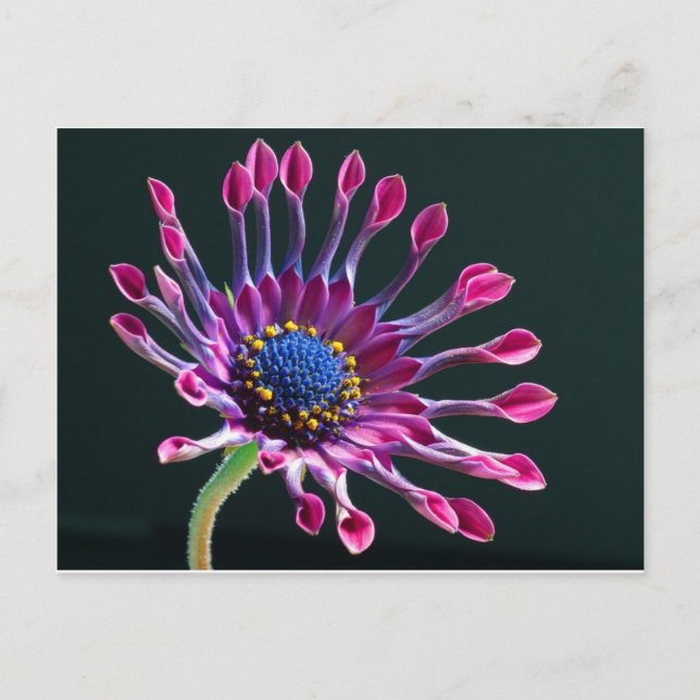 Carte Postale fleur (Devant)