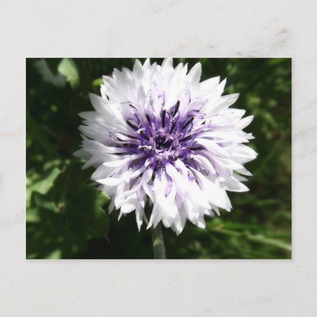 Carte Postale fleur (Devant)