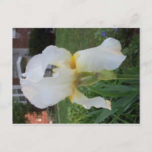 Carte Postale Fleur Alien