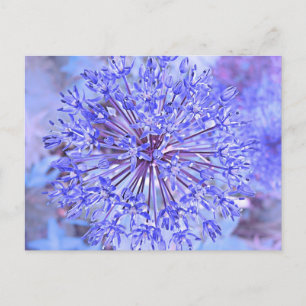 Carte Postale Fleur Allium En Bleu