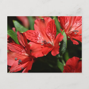 Carte postale Fleur Alstroemeria Rouge