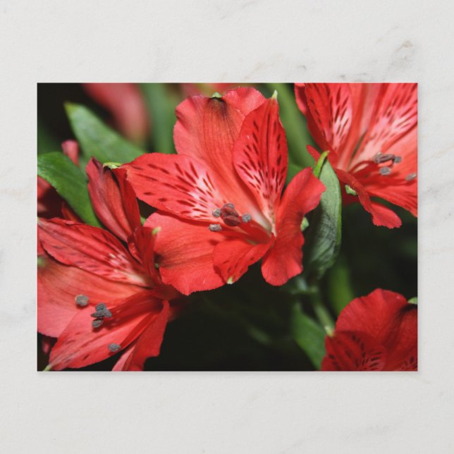 Carte postale Fleur Alstroemeria Rouge (Devant)
