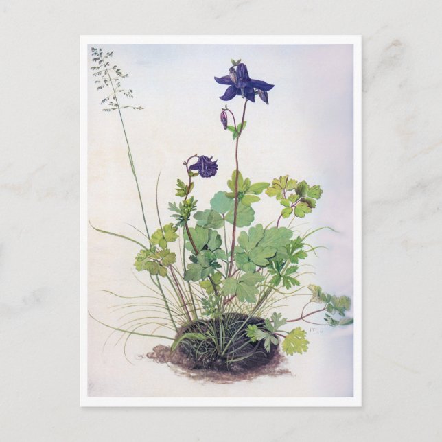 Carte Postale Fleur Aquilegia vulgaris, Albrecht Durer (Devant)