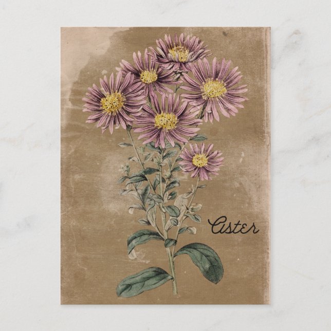Carte Postale Fleur Aster Style vintage (Devant)