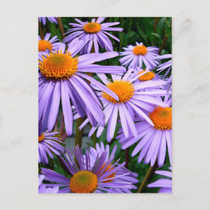 Carte Postale Fleur Aster-Tongolensis