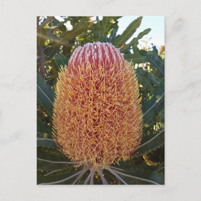 Carte Postale Fleur banksia (Devant)