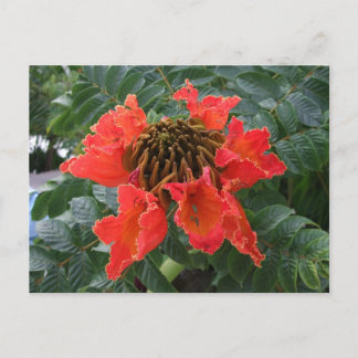 Carte Postale Fleur Belize