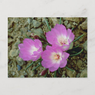 Carte Postale Fleur Bitterroot rouge