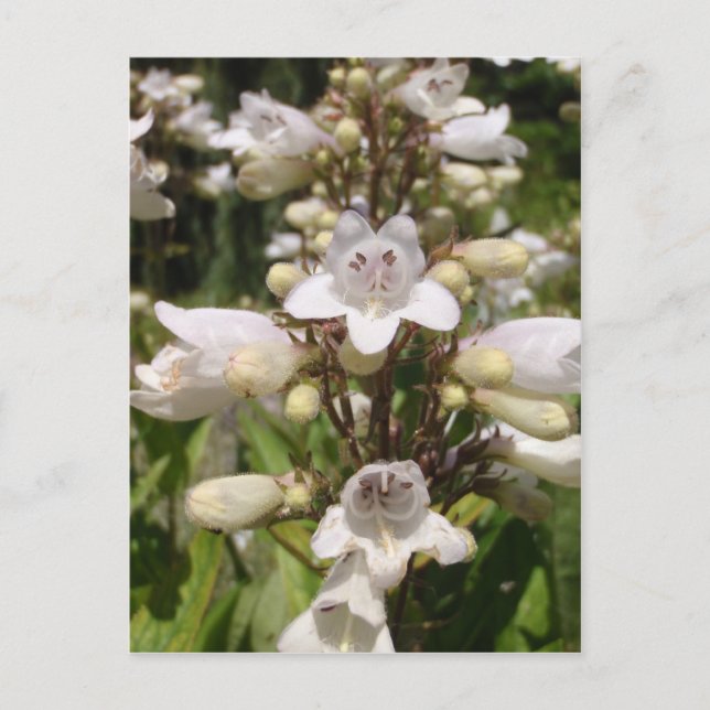 Carte Postale Fleur blanche (Devant)