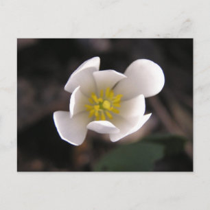 Carte Postale Fleur blanche