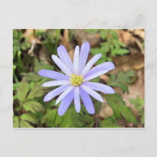 Carte Postale Fleur blanche bleu ciel