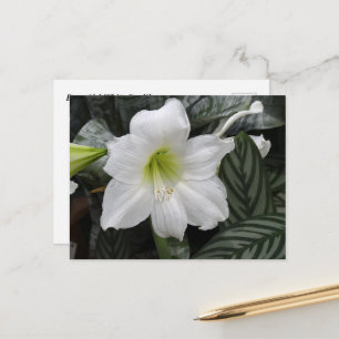 Carte Postale Fleur blanche Daylily