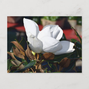 Carte Postale Fleur blanche de Magnolia