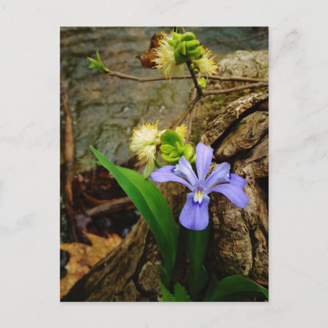 Carte Postale Fleur blanche pourpre bleu Iris (Devant)