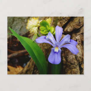Carte Postale Fleur blanche pourpre bleu Iris