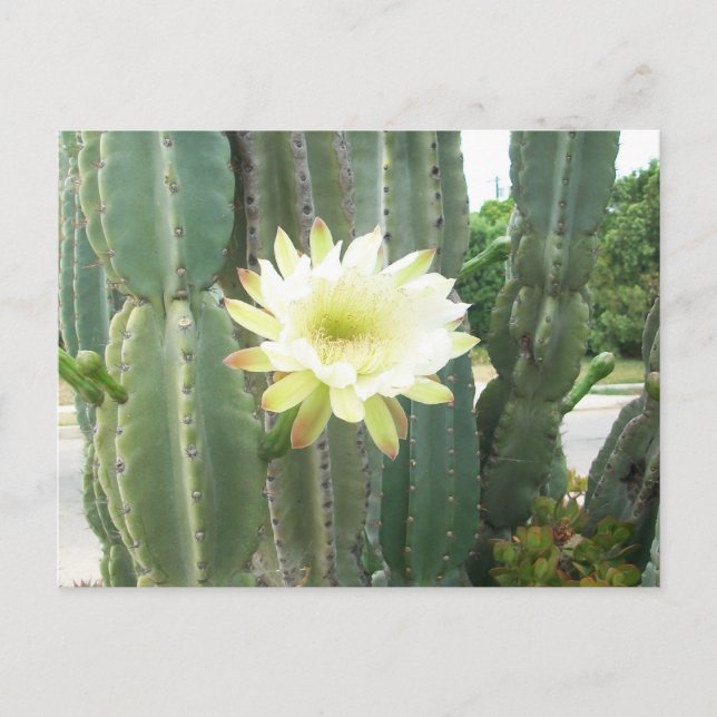 Carte Postale Fleur Blanche Sur Cactus (Devant)