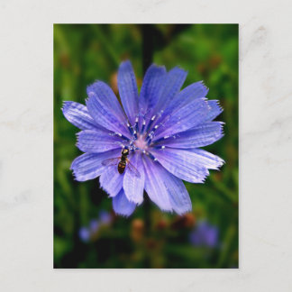 Carte postale Fleur bleue