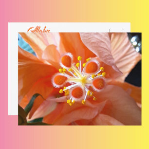 Carte Postale Fleur Botanique Hibiscus Photographie de près