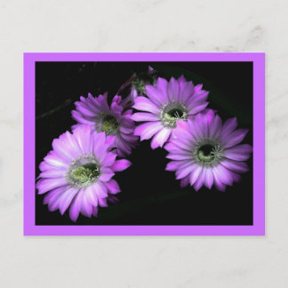 Carte Postale Fleur Cactus