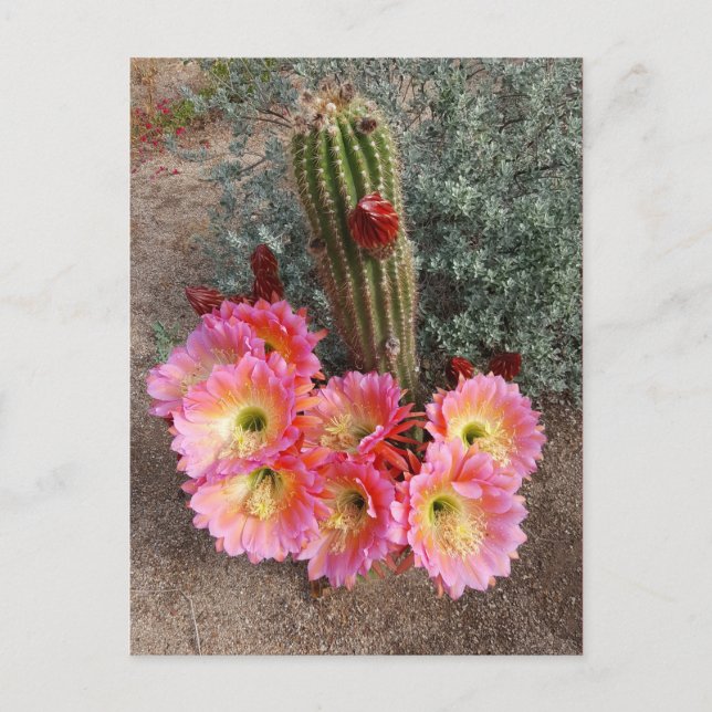 Carte postale Fleur Cactus (Devant)