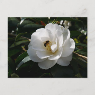 Carte postale Fleur Camellia blanche