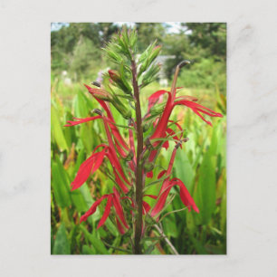 Carte Postale Fleur cardinale, Lobelia cardinalis