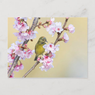 Carte Postale Fleur cerise et Paruline