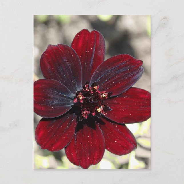 Carte Postale Fleur Cosmos au chocolat (Devant)