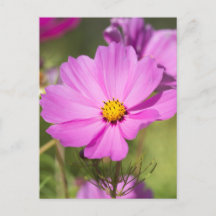 Fleur Cosmos Rose 2