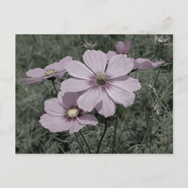 Carte Postale Fleur Cosmos Rose Poulu Noir Et Blanc (Devant)