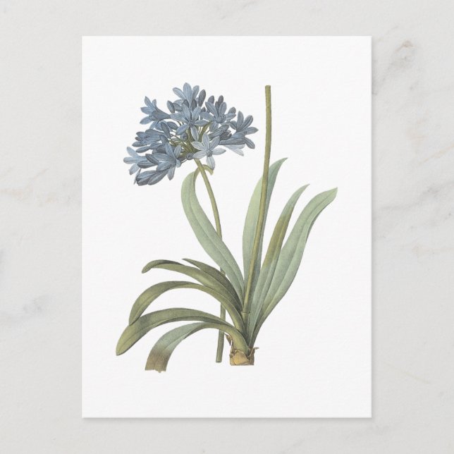 Carte Postale Fleur d'Agapanthus (Devant)
