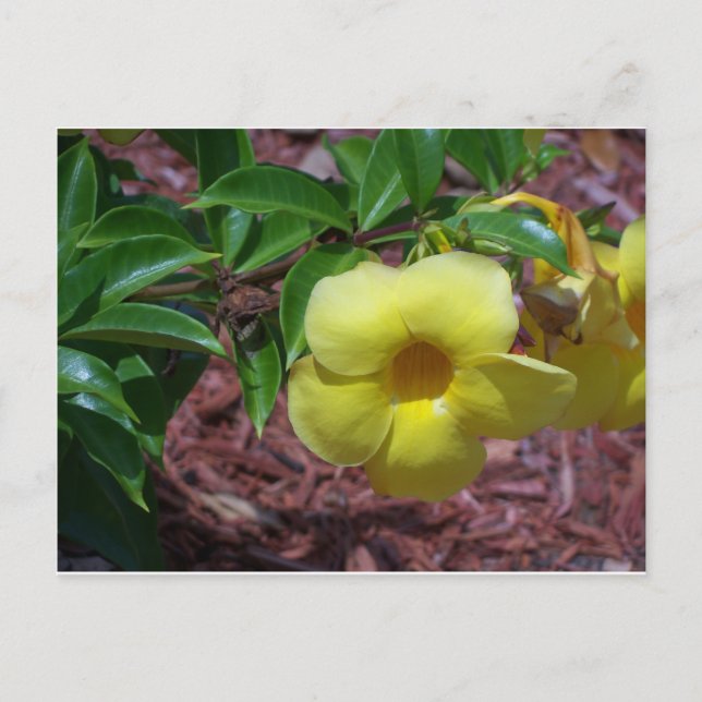 Carte Postale Fleur d'Alamanda jaune (Devant)