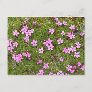 Carte Postale Fleur d'Alaska minuscule violet