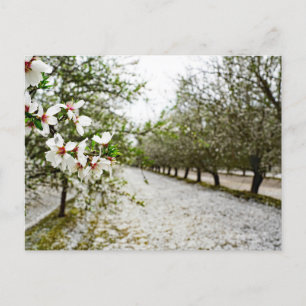 Carte Postale Fleur d'amandes en Californie