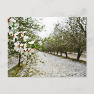 Carte Postale Fleur d'amandes en Californie
