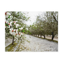 Fleur d'amandes en Californie