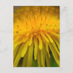 Carte Postale Fleur Dandelion   Photographie florale et macro