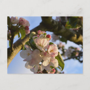 Carte Postale Fleur d'Apple