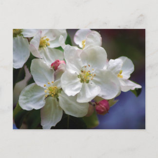 Carte Postale Fleur d'Apple