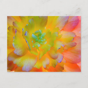 Carte Postale Fleur de bégonia lumineuse Seabeck, WA