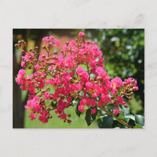 Carte Postale Fleur de buisson à myrte de crêpe vibrante